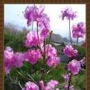 매실향기 이미지