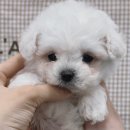 베베멍 이미지