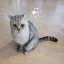 삼층고양이 이미지