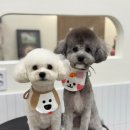 자연애견미용실 이미지