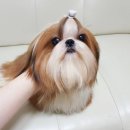 하빈애견농장 이미지