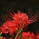 A. Lara_ Granada/ 테너 루치아노 파바로티, 테너 헬무트 로티 이미지