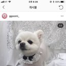 다드멍 이미지