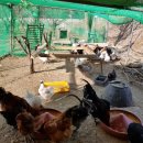 개미농장 2농장 이미지