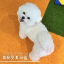 피터펫 미사점 이미지