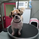 다정하개 이미지