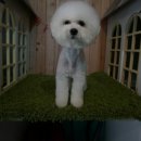 비숑이즈 이미지