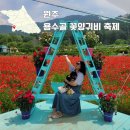 원주 가볼만한곳 용수골꽃양귀비 축제 애견동반 후기