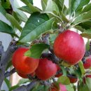 김세환 농장 이미지