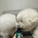 주식회사 미미펫 이미지