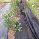 봉성농장 이미지