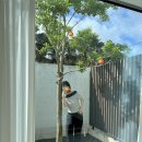 시재시재 이미지