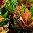 태평양광택 이미지