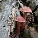 양산신-2025 이미지