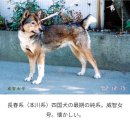 시코쿠견(四國犬)의 수렵원형 형태 이미지