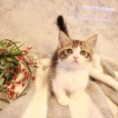 도그마루 강아지 고양이 울산점 이미지