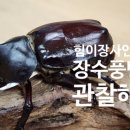 자연관찰 탐구활동 | “아이들이 푹 빠진 장수풍뎅이 관찰! 영유아 자연탐구 활동으로 딱이에요🐞”