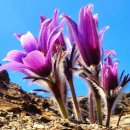 동강할미꽃마을 | 동강 할미꽃 노루귀 탐화 백운산 등산코스 후기