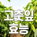 여름반찬 고추잎무침 (고춧잎무침) 고추잎 나물 요리 이미지