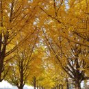 11월1일(토) 독립기념관 단풍나무숲길, 아산 은행나무길, 공세리성당, 여행공지 이미지