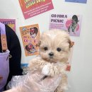 요기독 강아지분양 고양이분양 수원본점 이미지