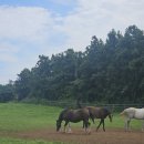 찐빵목장 이미지