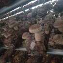 고노골농장 이미지