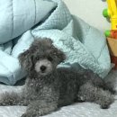 퐁퐁파피 이미지