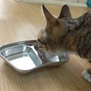 우다다냥 이미지