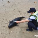 송정솔바람해변1 이미지