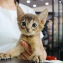 애니멀즈 강아지분양 고양이분양 천안점 이미지