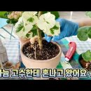 수향님 제라늄여름철관리 유튜브 방송 이미지