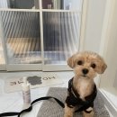 우리집 반려견 이해하기(행동코칭) | 강서구강아지교육 독스네이처 4살말티푸 문제행동 1:1 코칭 후기