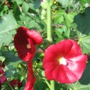 둥이네농장2 이미지