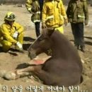 공주-11 이미지