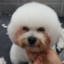 개모임애견샵