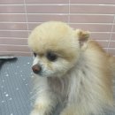 입댕로랑 이미지