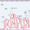 Re: choroid plexus CSF 생성, 순환, 노폐물 제거.. 뇌질환 탐구!! 이미지