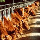 씨알목장 이미지