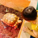 라바팜스토리