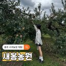 대영농원4농장 | 충주 사과농장 새봄농원 사과따기 체험
