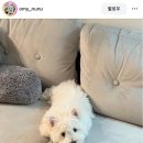 완사진남식육식당 | [밥 飯] 완사 진남식육식당 | + 겨울후식으로 꼭 먹어야 하는 황금잉어빵