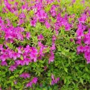 삼가참기름집 이미지