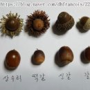 나무조경 이미지