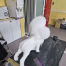양산유캔애견미용학원