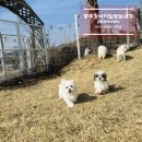 꼼지락 강아지 이미지