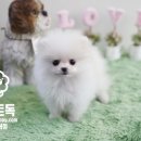 화이트 독 이미지