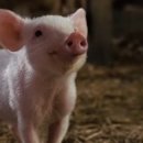 팔형제 농장 이미지