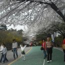 제2회 남산 벗꽃축제.. 이미지