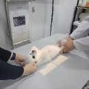 중앙동물메디컬센터 | 대구24시간동물병원 탑스동물메디컬센터 검진후기